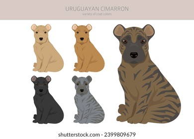 Uruguayan Cimarron puppy clipart. All coat colors set.  All dog breeds characteristics infographic. Vector illustration