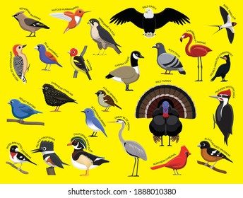 US Birds with Name Cartoon Character Set 