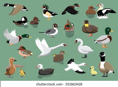 US Ducks Cartoon Vector Illustration