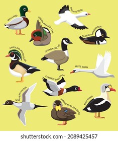 US Wild Ducks Set With Names Cartoon Vector Illustration