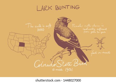 USA birds illustration. United States of America greeting card. Lark Bunting Ink drawing