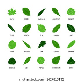 Set Abstract Green Leaf Logo Icon Stock Vector (Royalty Free) 1443699953