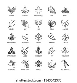 Useful leaves linear icons vegan analysis vector set of design elements leaf tree bush berry healthy food vector symbol set