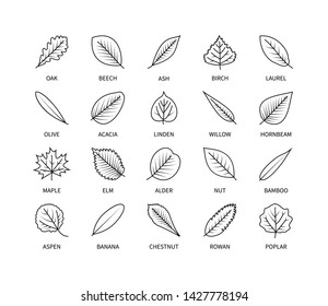 Useful leaves linear icons vegan analysis vector set of design elements leaf tree bush berries oxygen world ecology biology healthy food marketing business vector symbol set