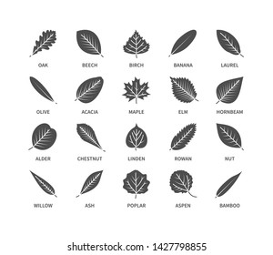 Useful leaves silhouette icons vegan analysis vector set of design line elements leaf tree bush berries oxygen world ecology biology healthy food marketing business vector symbol set