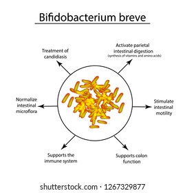 Useful properties of bifidobacteria. Bifidobacterium breve. Probiotic, lactobacillus, bifidobacterium, probiotic, prebiotic. Infographics. Vector illustration on isolated background.