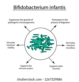 Useful properties of bifidobacteria. Bifidobacterium infantis. Probiotic, lactobacillus, bifidobacterium, probiotic, prebiotic. Infographics. Vector illustration on isolated background.