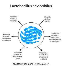 Useful properties of lactobacillus. Probiotic. Lactobacillus acidophilus. Infographics. Vector illustration on isolated background.