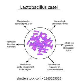 Useful properties of lactobacillus. Probiotic. Lactobacillus casei. Infographics. Vector illustration on isolated background.