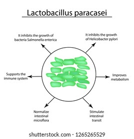 Useful Properties Of Lactobacillus. Probiotic. Lactobacillus Paracasei. Infographics. Vector Illustration On Isolated Background.