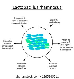 Useful properties of lactobacillus. Probiotic. Lactobacillus rhamnosus. Infographics. Vector illustration on isolated background.