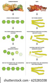 Using and storing energy from carbohydrates and fats.