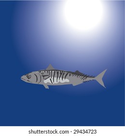 Uskumru from Turkish waters, Scomber Bcombrus, Makralen, Maquereau, Commun