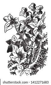 It is usually a vine twining on trees and occasionally an upright bush if there is no support. Each leaf is made up of three leaflets more or less notched at the edges, vintage line drawing