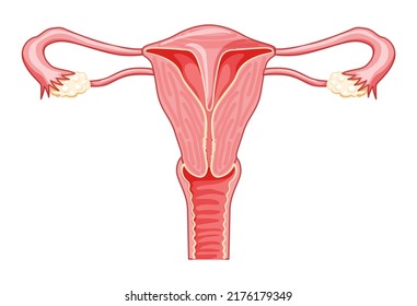 Uterine septum septate uterus Female reproductive system. Front view in a cut. Human anatomy internal organs scheme, cervix, ovary, fallopian tube flat style icon Vector medical illustration isolated