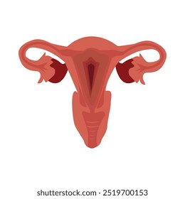 Ilustración de anatomía del útero: Sistema reproductivo femenino