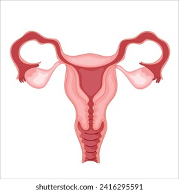 Ilustración de la anatomía uterina Tubo falópico cervical ovario