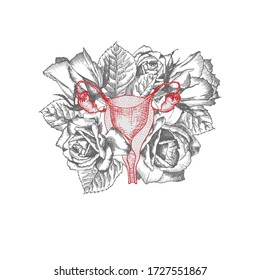 Uterus with bouquet roses Realistic hand-drawn icon of human internal organ and flower frame. Engraving art. Sketch style. Design concept for medical post-viral rehabilitation posters, tattoos Vector