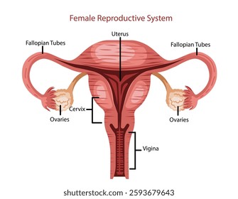 Uterus Fallopian Tubes and Ovaries Illustration