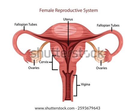 Uterus Fallopian Tubes and Ovaries Illustration