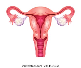 Uterus. Sistema reproductivo femenino. Ilustración del vector aislada en fondo blanco