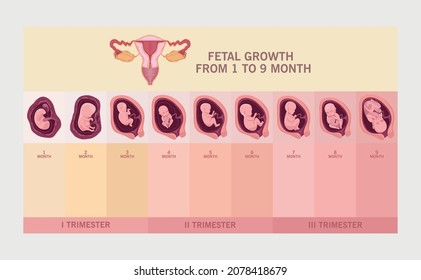 uterus and fetal growth infographic