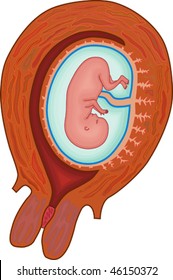 Uterus with fetus