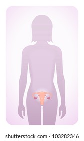 uterus highlighted on the silhouette of a woman