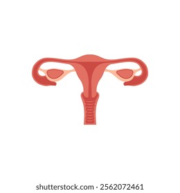 Uterus, Human Body Part Illustration