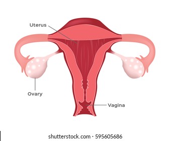 uterus of human female vector . text version