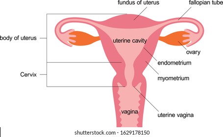 Diagram Uterus Images, Stock Photos & Vectors | Shutterstock
