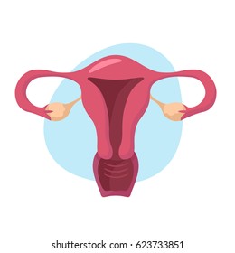 Uterus Illustration. Human Internal Organs. Vector Illustration