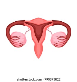 Uterus illustration. Human internal organs. Vector illustration