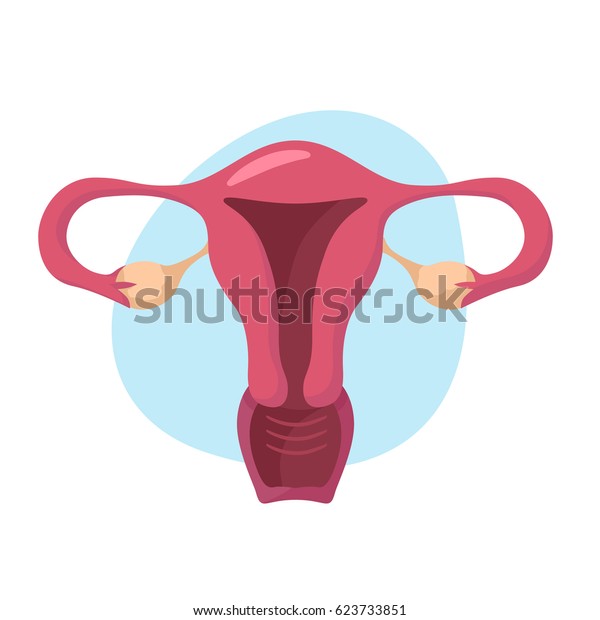 Uterus illustration. Human internal organs.\
Vector illustration
