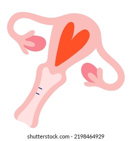 Uterus Illustration, Menstruation Cycle, Cute Doodle Art, Hand Drawn Colored Illustration Of Women's Reproductive System, Uterus, Ovary And Womb, Isolated Vector Clipart