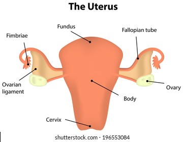The Uterus Labeled Diagram
