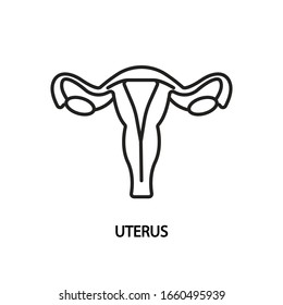 Icono plano de línea Uterus. Vector ilustrado órgano reproductivo femenino