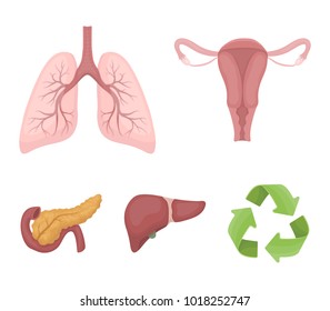 Uterus, lungs, liver, pancreas. Organs set collection icons in cartoon style vector symbol stock illustration web.