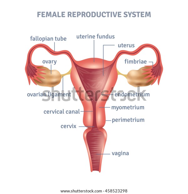 Uterus medical poster\
with female reproductive system scheme on white background flat\
vector illustration