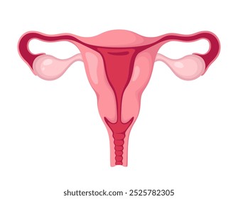 Uterus with ovaries on a white background. The female organ. Vector illustration.