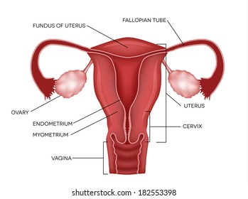 Uterus and ovaries, organs of female reproductive system