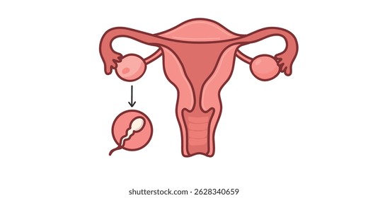 Uterus and ovaries, simple vector illustration