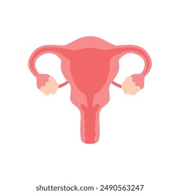 Uterus and ovaries woman reproductive system for human organ cartoon vector illustration isolate don transparent background