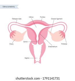 Uterus And Ovary Anatomy And Woman Health Concept. Womb Icon Or Logo. Human Female Reproductive System On Diagram. Gynecology Poster And Banner For Clinic Or Education. Flat Vector Illustration.