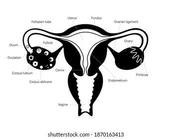 Uterus Ovary Anatomy Woman Health Concept Stock Vector (Royalty Free ...