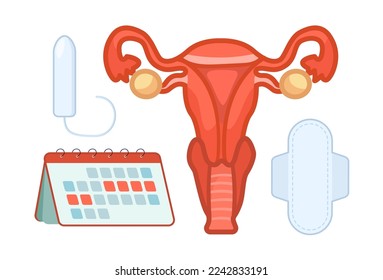 Uterus and period elements vector illustrations set. Cartoon drawings of female organ, medical pad, tampon, menses calendar isolated on white background. Menstruation, female health concept