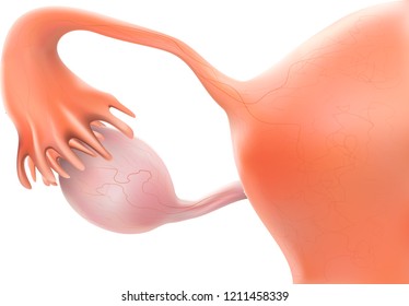 Uterus or pregnancy is a 3D image.
