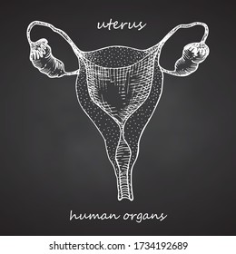 Uterus. Realistic hand-drawn icon of human internal organs on chalkboard. Engraving art. Sketch style. Design concept for your medical projects post viral rehabilitation posters, tattoos. Vector.