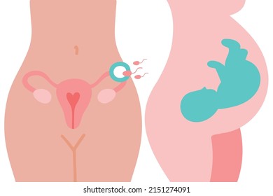 Utero, esperma, inseminación. Fertilización en el tubo falópico.  Embrión en el vientre de la mujer. Ginecología, reproductiva. Posiciones fetales en el útero durante el embarazo.