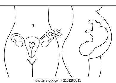 Uterus, sperm, insemination. Fertilization in the fallopian tube.  Embryo in woman's belly. Gynecology, reproductive. Fetal baby positions in the uterus during pregnancy.